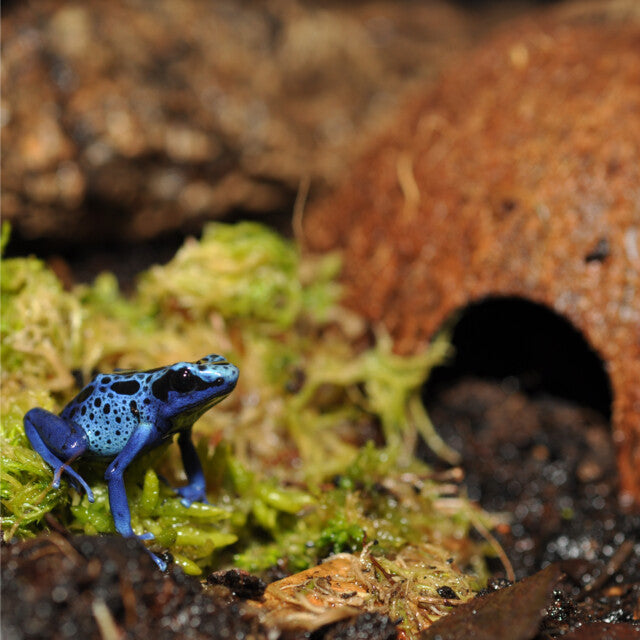 HabiStat Cocosnoot Grot