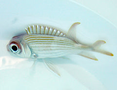 Holocentrus rufus