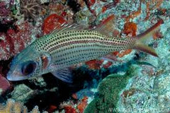 Neoniphon argenteus