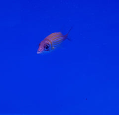 Neoniphon marianus
