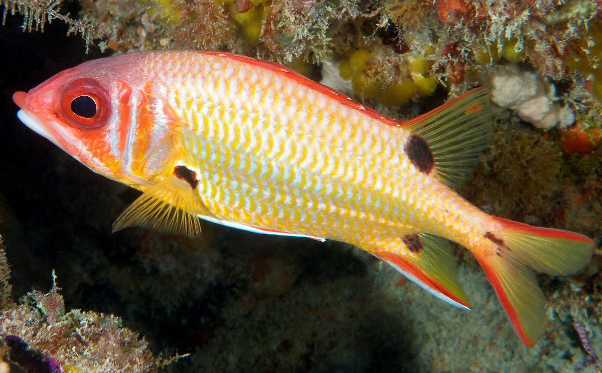 Sargocentron melanospilos
