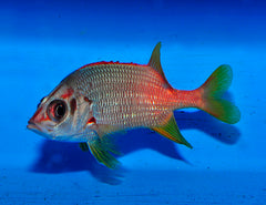 Sargocentron spiniferum