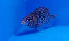 Sargocentron violaceum