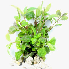 Hygrophila corymbosa in pot @