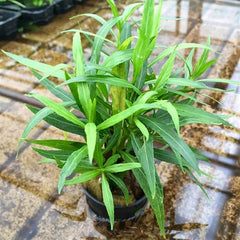 Hygrophila salicifolia narrow leaf @