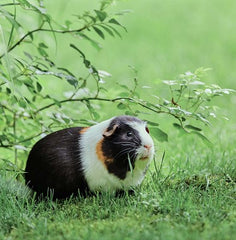 Gladhaar cavia Man