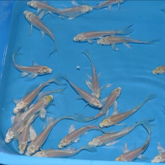 Cyprinus carpio Koi sluier wit 6-8 cm