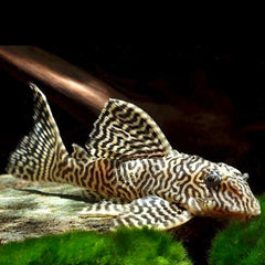 Hypancistrus sp. L066 S