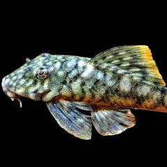 Hemiancistrus guahiborum M L106