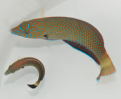 Anampses caeruleopunctatus (female)