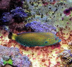 Anampses caeruleopunctatus (male)