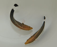 Anampses lineatus