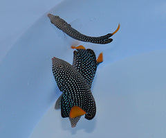 Anampses meleagrides