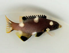 Bodianus axillaris
