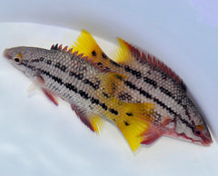 Bodianus diplotaenia