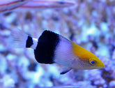 Bodianus macrourus (Mauritius)