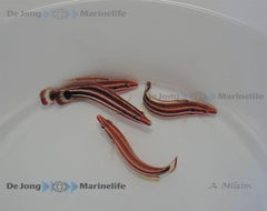 Bodianus sepiacaudus