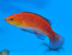 Cirrhilabrus africanus (male)