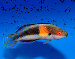 Cirrhilabrus balteatus (male)