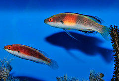 Cirrhilabrus balteatus (pair)