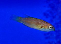 Cirrhilabrus brunneus (female)