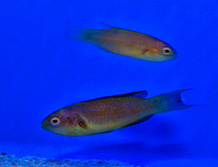 Cirrhilabrus brunneus (pair)