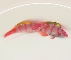 Cirrhilabrus flavidorsalis