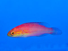 Cirrhilabrus isosceles (female)