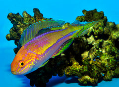 Cirrhilabrus isosceles (male)