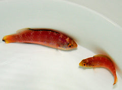 Cirrhilabrus katoi (female)