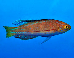 Cirrhilabrus katoi (male)