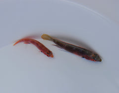 Cirrhilabrus katherinae (pair)