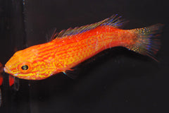 Cirrhilabrus lunatus (female)