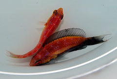 Cirrhilabrus lunatus (pair)