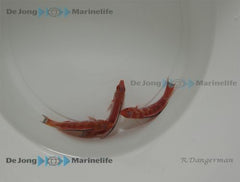 Cirrhilabrus marjorie