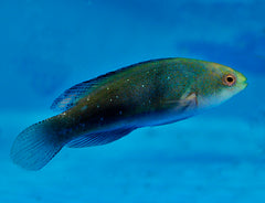 Cirrhilabrus melanomarginatus