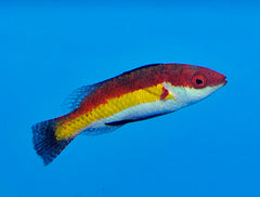 Cirrhilabrus naokoae (male)