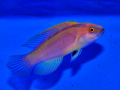 Cirrhilabrus roseafascia (male)