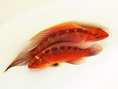 Cirrhilabrus roseafascia (pair)