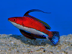 Cirrhilabrus rubeus (male)