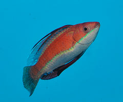 Cirrhilabrus rubriventralis