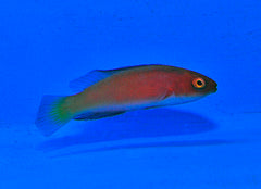 Cirrhilabrus shutmani (female)