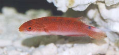 Cirrhilabrus tonozukai (female)