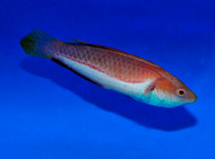 Cirrhilabrus tonozukai (male)