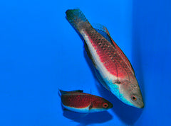 Cirrhilabrus tonozukai (pair)