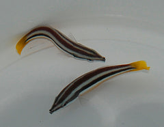 Diproctacanthus xanthurus