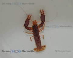 Enoplometopus debelius