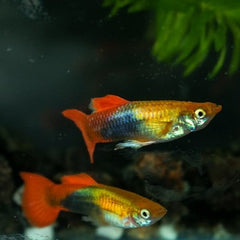 Poecilia ret. Golden red tuxedo gup