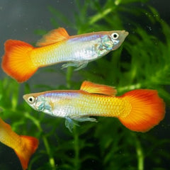 Poecilia ret. Guppy micariff sunset