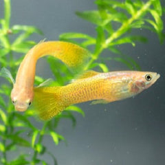Poecilia ret. Gup yellow golden cobra